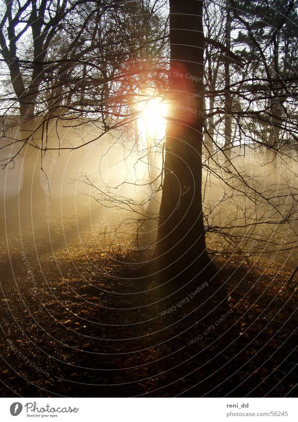 wald im nebel Wald Baum Nebel Herbst Gras Feld Sommer Kornfeld Ähren Sonne Morgen Sonnenaufgang ruhig Sonnenstrahlen Einsamkeit Stimmung Fußweg Licht Hoffnung