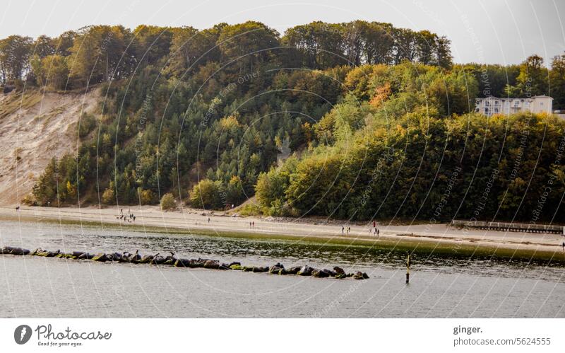 Insel Rügen - Küste - Strand beige grün Umwelt Reise Erholung Reiseziel Mecklenburg-Vorpommern Tourismus Ostseeküste Ferien & Urlaub & Reisen Farbfoto