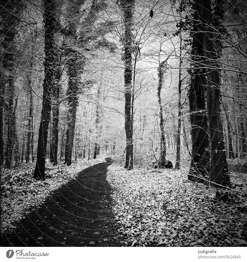 Winter Wald Schnee Bäume Wege & Pfade Natur kalt Baum Frost weiß Landschaft Wetter Wintertag Winterlandschaft Winterwald Winterstimmung Winterspaziergang