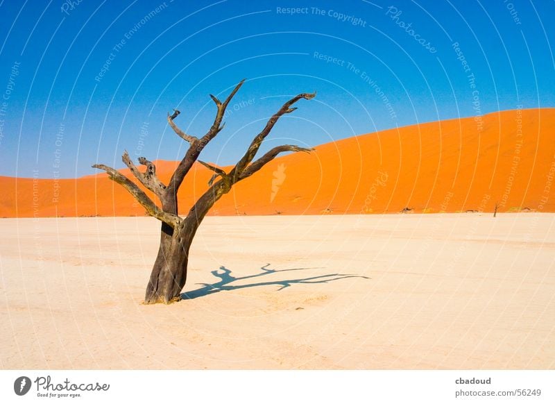 Tote Akazie in der Wüste Landschaft Sand Himmel Wolkenloser Himmel Wärme Baum Gelassenheit Tod Einsamkeit Namibia laublos Farbfoto mehrfarbig Außenaufnahme