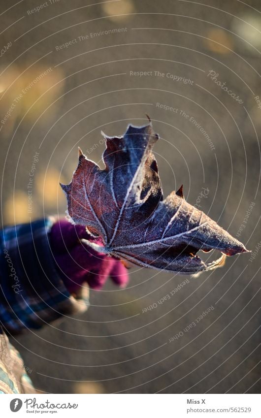 Buntes Leuchten Mensch Hand Finger 1 Natur Winter Wetter Eis Frost Blatt glänzend kalt Raureif Winterwald Winterstimmung gefroren Blattadern Ahornblatt