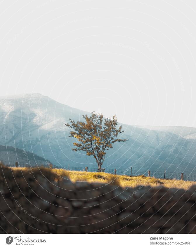 Baum in Zentralspanien, Sierra de Gredos Spanien Reisen nach Spanien Berge Landschaft im Freien Berge u. Gebirge malerisch reisen ländlich ländliches spanien