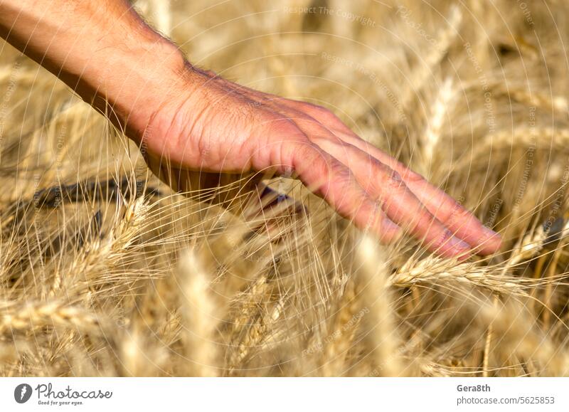 Bauern, die mit der männlichen Hand die Ähren auf dem Feld berühren Ukraine Ackerbau Arme Herbst Hintergrund blau Botanik bowery Pflege schließen abschließen