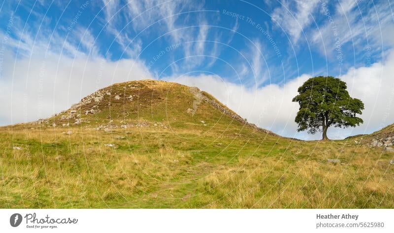 Sycamore Gap auf dem Hadrian's Wall Trail in Northumberland, UK Platane Himmel blau Landschaft ländlich Natur Umwelt schön Gras Feld im Freien Saison natürlich