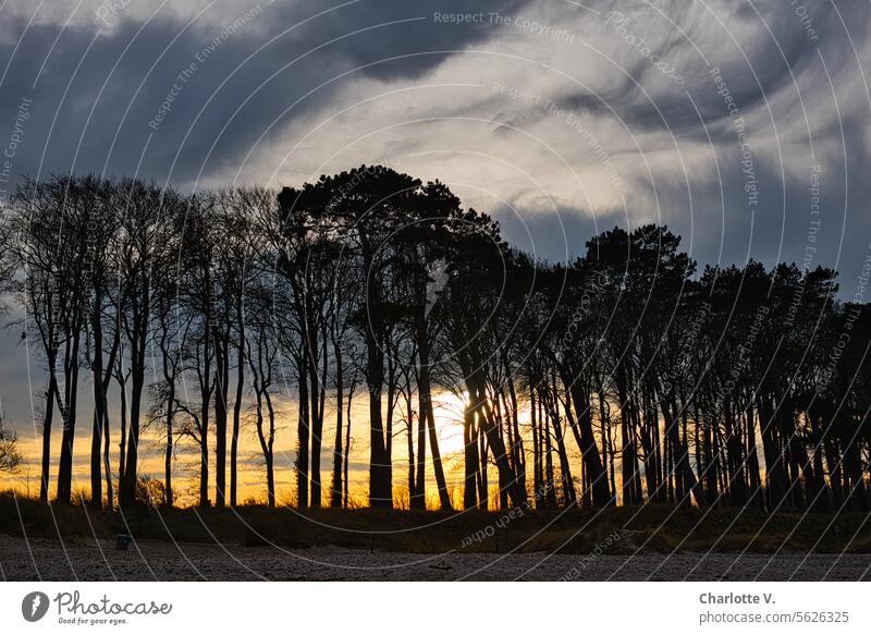 Sonnenuntergang mit Bäumen im Vordergrund und ungewöhnlichem Himmel Landschaft Natur Umwelt Sonnenlicht Wolken Außenaufnahme Abend Silhouette Kontrast Dämmerung