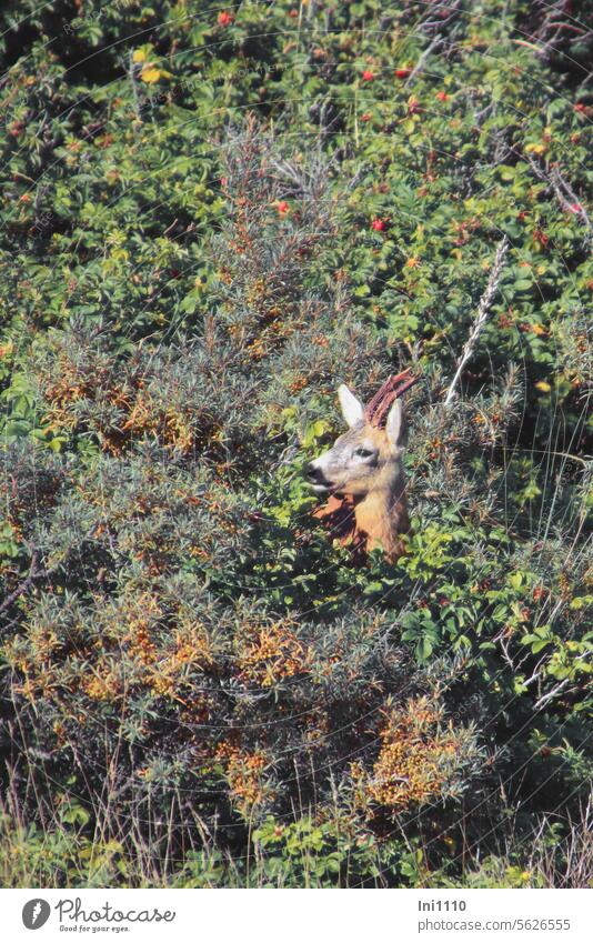 Reh in der Dünenlandschaft auf Borkum Nordsee Insel Dünengebiet Wildtier Tier Rehbock Geweih Gehörn Versteck Tarnung Pflanzen Sanddorn Heckenrosen