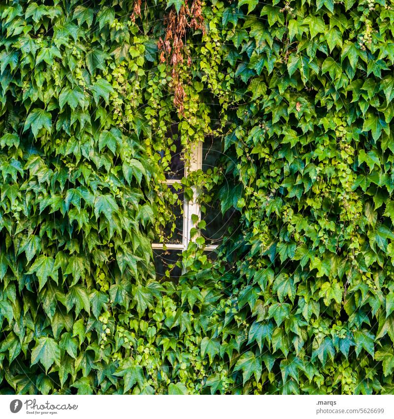 Efeu auf Fenster Pflanze Fassadenbegrünung verwuchert überwuchert zuwachsen fenstergitter Blätter Rahmen Natur Kletterpflanzen Ranke bewachsen Wand Wachstum