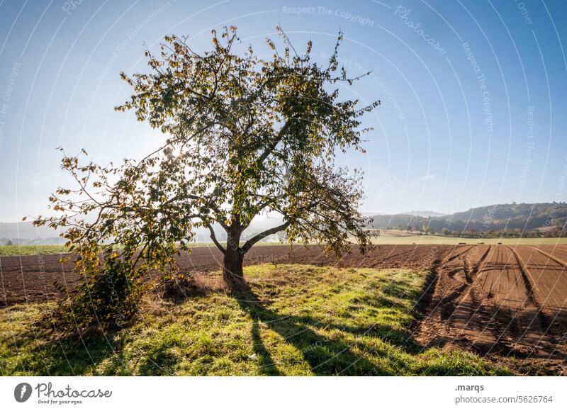 Frühlingsmorgen ländlich Baum Laubbaum Acker Landwirtschaft Natur Schönes Wetter Wolkenloser Himmel Schatten Landschaft Feld