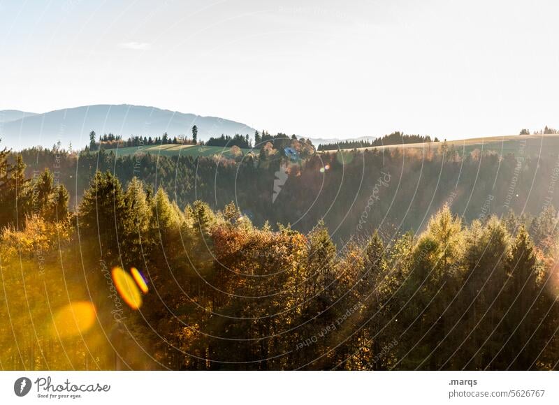 Gelber Nachmittag Natur Aussicht Landschaft Wolkenloser Himmel Schönes Wetter Nadelbaum Wald Hügel Berge u. Gebirge Stimmung ästhetisch Farbe Idylle Tourismus