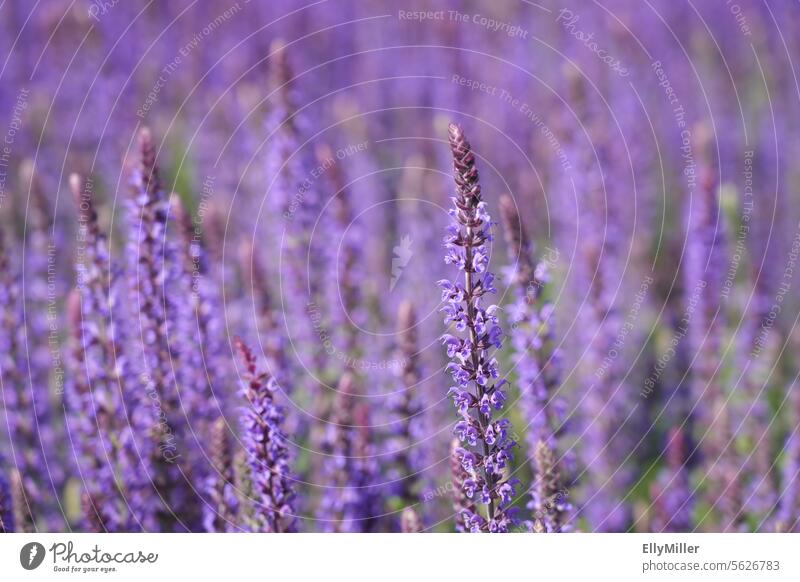 Blühender Salbei Pflanze Nahaufnahme Kräuter & Gewürze Gesundheit Blüte Blütezeit lila lilafarben Natur Garten Duft Kräutergarten Nutzpflanze natürlich