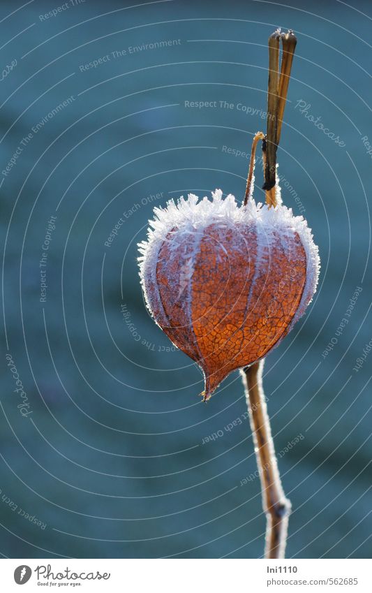 Lampionblume mit Raureif Pflanze Sonnenlicht Herbst Schönes Wetter Eis Frost Blume Blüte Physalis Garten außergewöhnlich kalt schön blau braun orange weiß