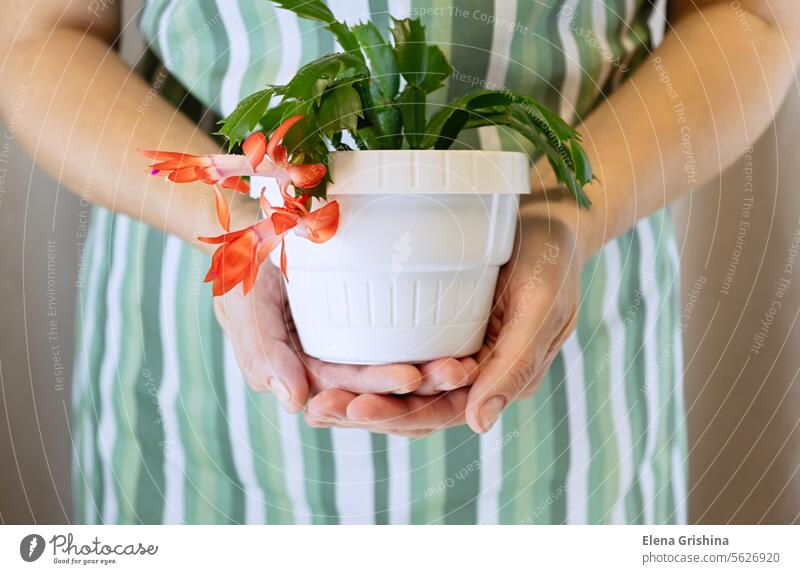 Gärtnerin hält blühende rote Schlumbergera truncata, auch bekannt als Weihnachtsblumenkaktus, in den Händen. Nahaufnahme. Überstrahlung Weihnachtskaktus