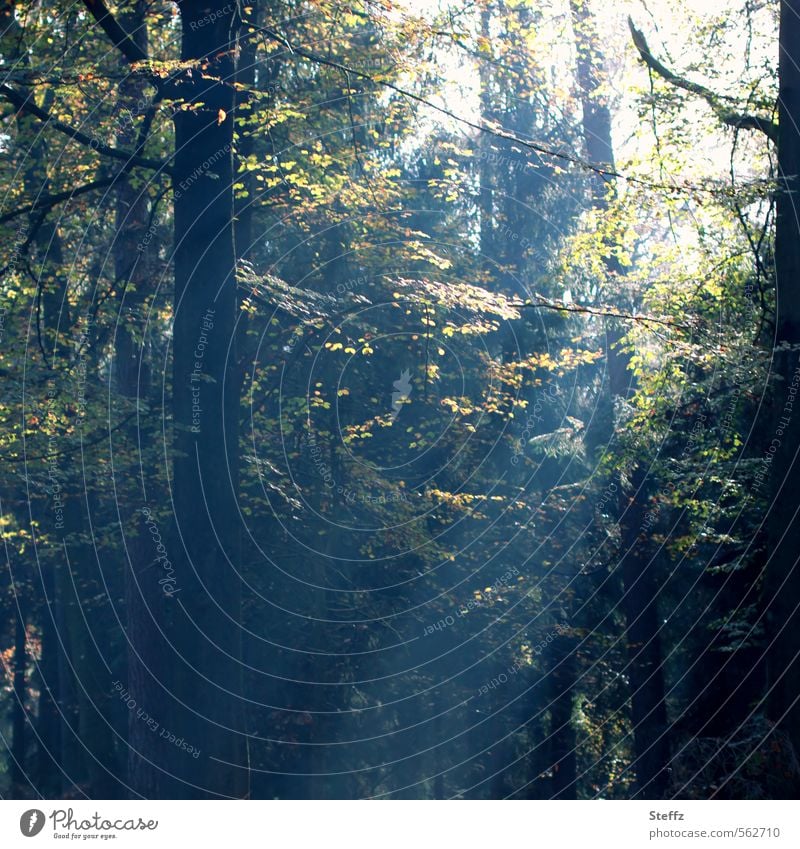 Licht, das durch die Blätter fällt Waldstimmung Stille im Wald Waldbaden Nebelwald Nebelstimmung dunkelgrün Lichtschein ruhig dunkelgrüne Farbe Lichtstimmung