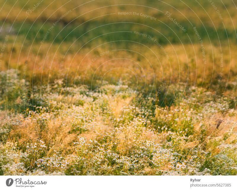 Blühende Wildblumen Matricaria Chamomilla oder Matricaria Recutita oder Kamille. Allgemein bekannt als Italienische Kamille, Deutsche Kamille, Ungarische Kamille, Wilde Kamille