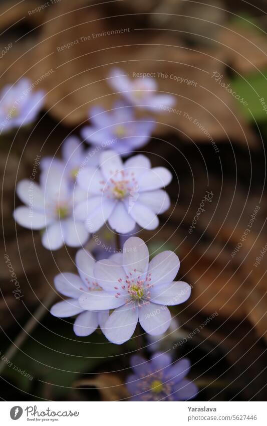 Foto Blaue Wildblume Hepatica nobilis, die im Frühjahr mitten im Wald wächst. kraut, Fotografie Wildblumen Blühend Frühling Kraut erste Flora Natur Blüte