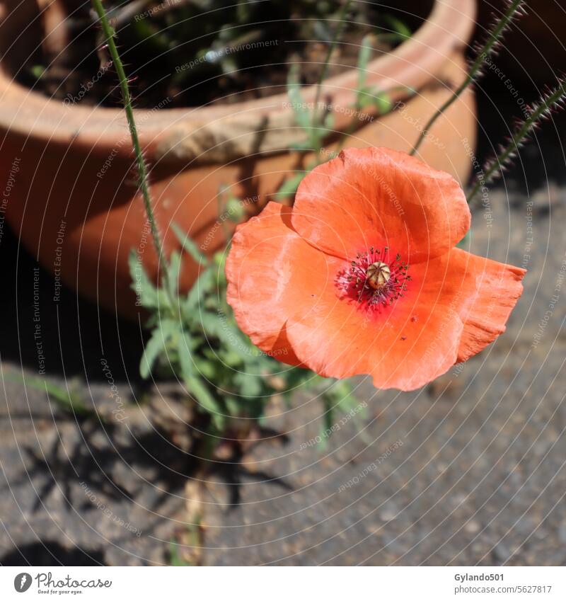 Roter Klatschmohn in den Pflasterfugen eines Hinterhofs Hintergrund Hinterhofgarten schön Schönheit Bienenfutter Blütezeit Überstrahlung hell Nahaufnahme Farbe