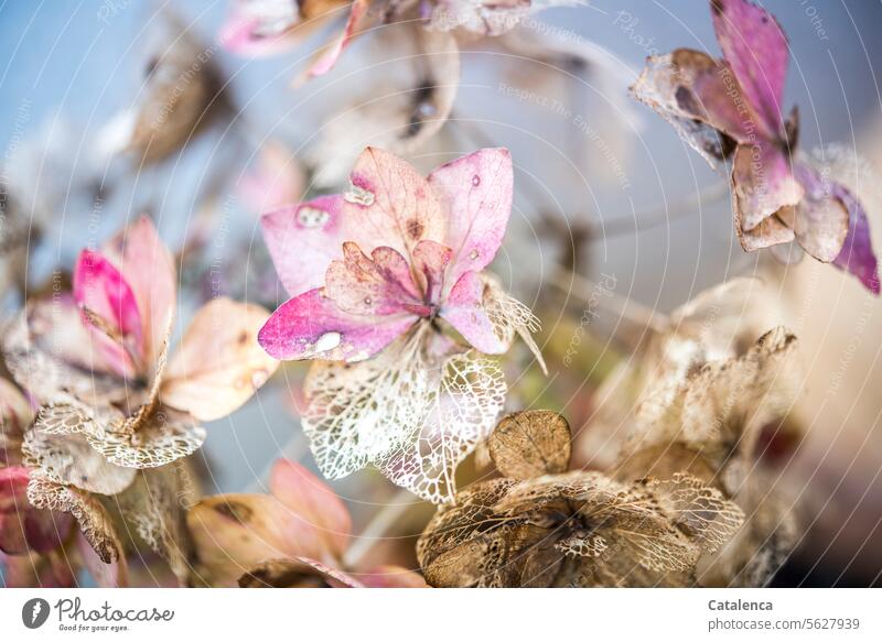 Ein letzter rosa Hauch Verfall Hortensie Blüte trocken Pflanze Tageslicht welk Vergänglichkeit Wandel u Veränderung Flora Natur Kälte Frost Verwelkt