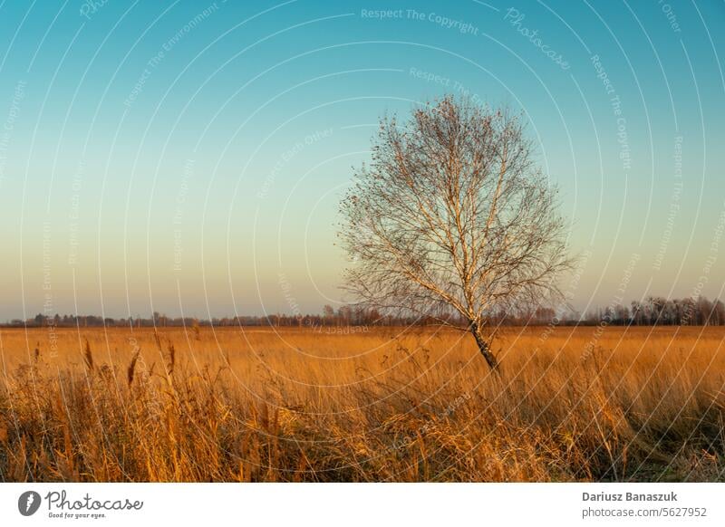 Einsame Birke ohne Blätter und trockenes Gras auf einer vom Licht der untergehenden Sonne beleuchteten Wiese, Oktobertag Baum Himmel Herbst Sonnenuntergang