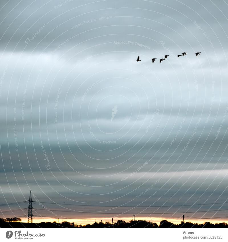 Herbstzeit | früher Aufbruch Norddeutschland gemeinsam Abflug Morgen Horizont Zusammensein Morgenrot Wolken Morgenstimmung Gänse Himmel Zugvögel Zugvogel frei