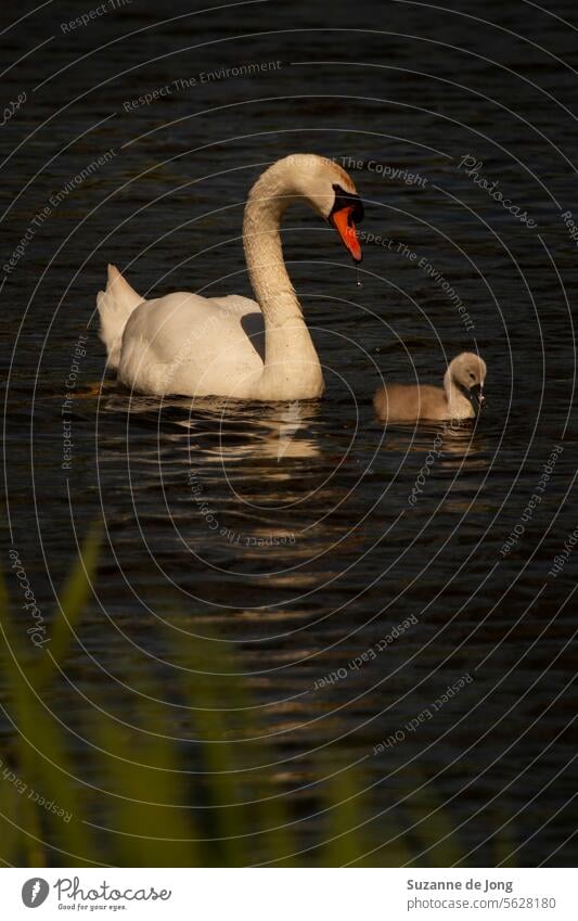 Niedliche Schwanenmama und Schwanenbaby schwimmen im See, mit einem Hintergrund aus grünem Schilf und blauem Wasser. Einige Wassertropfen, die von den Schwänen abperlen