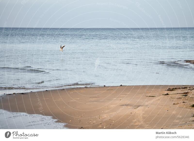 An der Ostseeküste. Die Wellen rollen auf den Sandstrand. Naturfoto am Meer Weststrand Badeurlaub Sonnenuntergang Strand MEER winken Wasser Landschaft wolkig