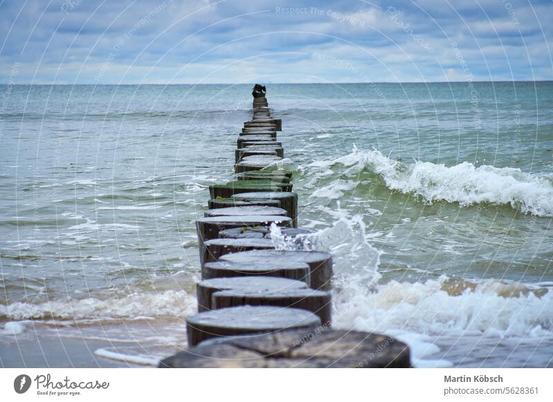 Buhnen ragen in die Ostsee hinaus. Hölzerne Stämme zum Schutz der Küste. Landschaft MEER Strand Wasser Windstille Urlaub Erholung baltisch winken Natur Sand