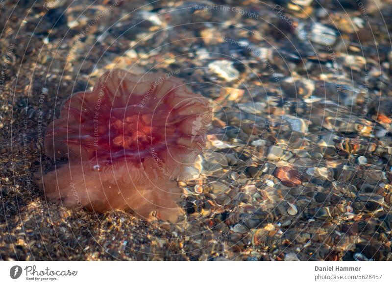 Feuerqualle im Ostsee - Wasser im Dezember am Strand mit Sand und kleinen Steinen Qualle ostseeküste ostseefjord Schleife Natur Küste Ostseeküste