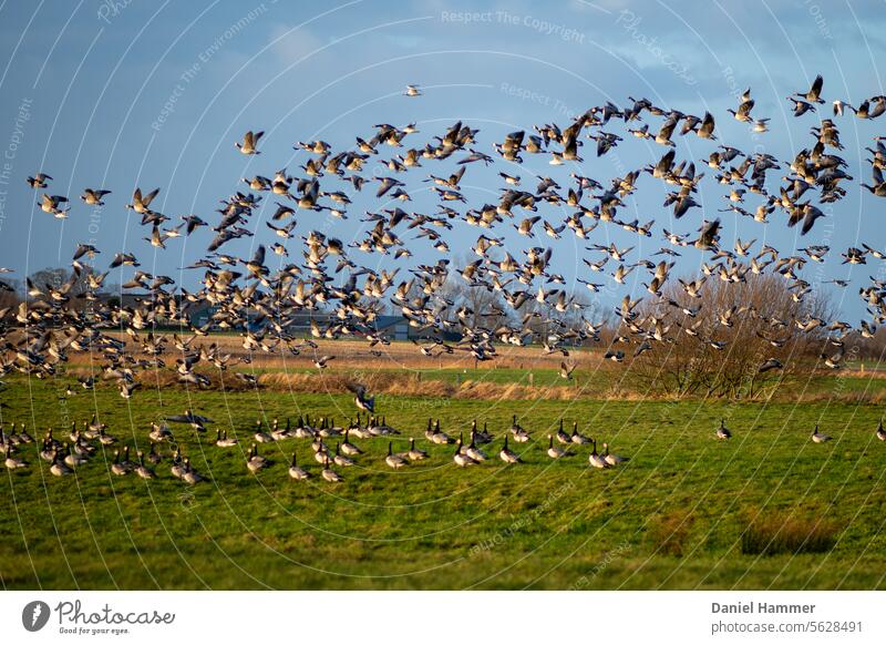 Ringelgans Schwarm - Fluchtstart in einem Naturschutzgebiet an der Ostsee Vogelschwarm fliegen Himmel Vogelflug Wildtier Zugvogel Vogelzug Flügelschlag