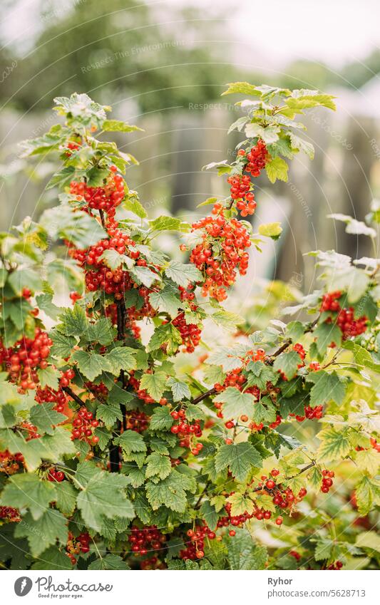 Bio-Lebensmittel. Busch der roten Johannisbeere oder Ribes Rubrum Zweig. Wachsende Bio-Beeren im Garten. Reife Johannisbeeren Beeren im Obstgarten im Sommer sonnigen Tag. Genetisch veränderte Lebensmittel Konzept