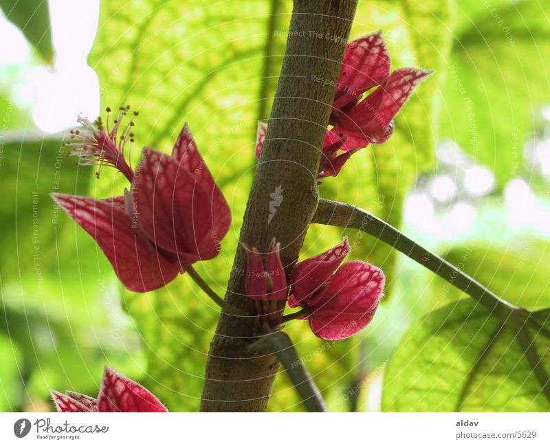 flower Natur holand