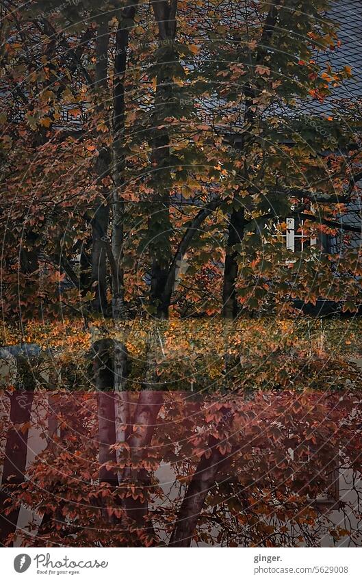 Geschichtete Bäume - Überlagerung Blätter Äste Herbst geschichtet Überlagung abgesetzt Natur Baum grün Zweige u. Äste Äste und Zweige Pflanze Umwelt