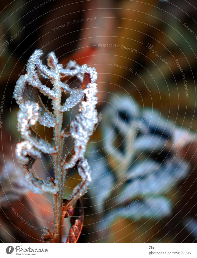 Eisige Blätter #Eis #Winter #kalt #Frost #Blätter #natur #frosty