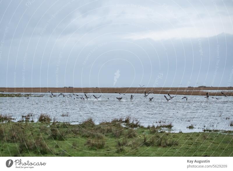 Ringelgänse in den Feuchtwiesen Gänsevogel Brandgänse Gänseschwarm Flucht Flügelschlag Sturmtief Sturm "Zoltan" Tief Hochwasser Unwetter Natur Naturschutzgebiet