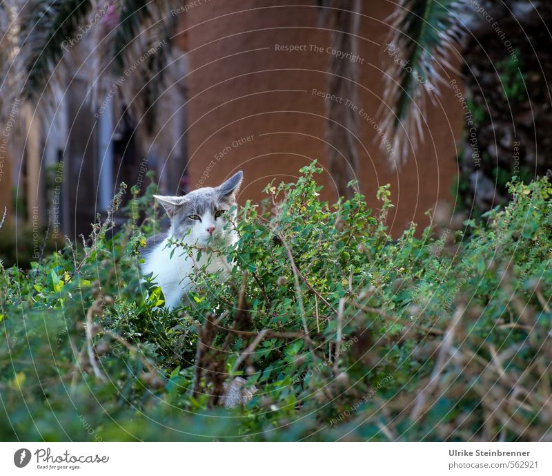 Gatto di strada 2 Sträucher Blatt Palmenwedel Park Cagliari Sardinien Platz Gebäude Fassade Tier Haustier Katze Tiergesicht Straßenkatze 1 beobachten sitzen