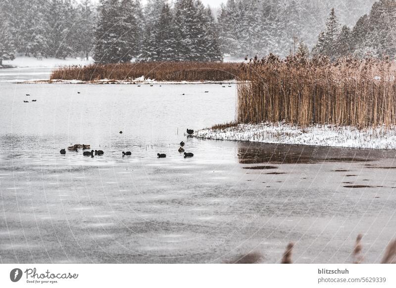 Enten in einem teilweise gefrorenen Bergsee Sonntag Freizeit & Hobby Freiheit Berge Schnee Schweiz Suisse Switzerland Landschaft Umwelt Lenzerheide