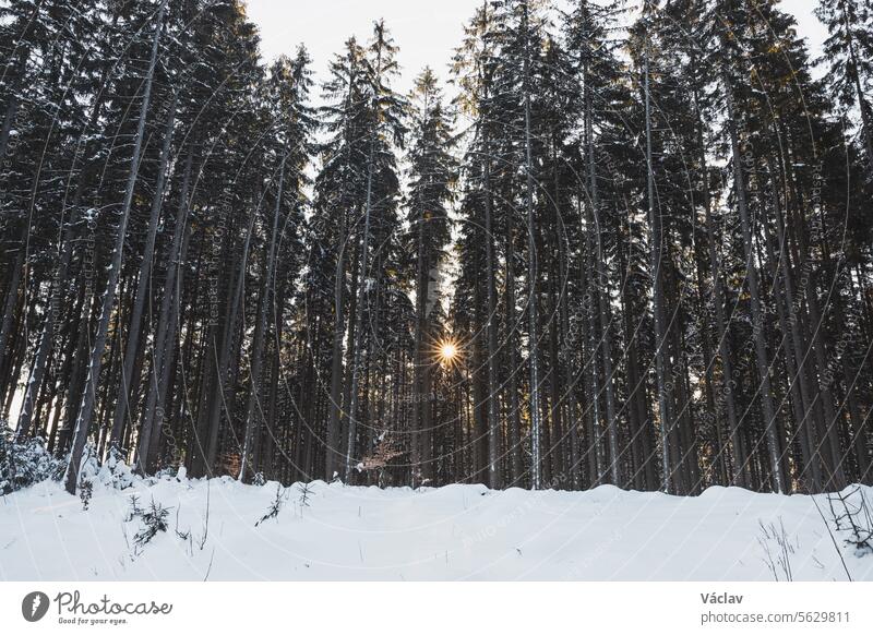 Ein Sonnenstern in einem Fichtenwald, bedeckt mit weiß glitzerndem Schnee in den Beskiden, Tschechische Republik. Wintermorgen-Märchen Winterlandschaft