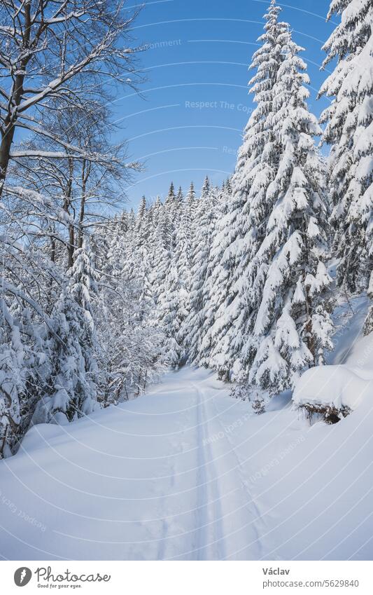 Langlaufloipe bei Sonnenaufgang, bereit für die Läufer. Winteraktivitäten im perfekten Winter in den Beskiden, Tschechische Republik Skifahrer Skilanglauf