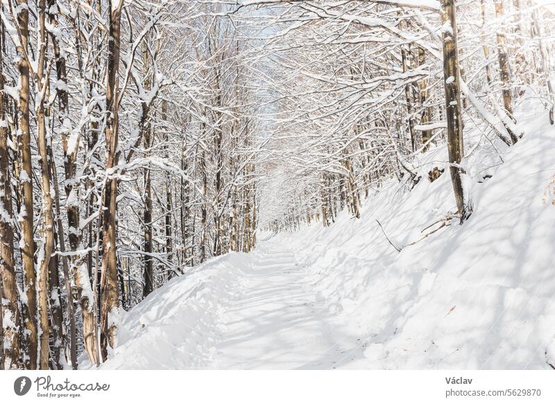 Die Sonne dringt durch die verschneiten Äste auf den Waldweg. Ein Spaziergang im weißen Paradies in den Beskiden, Tschechische Republik Schnee Winterlandschaft