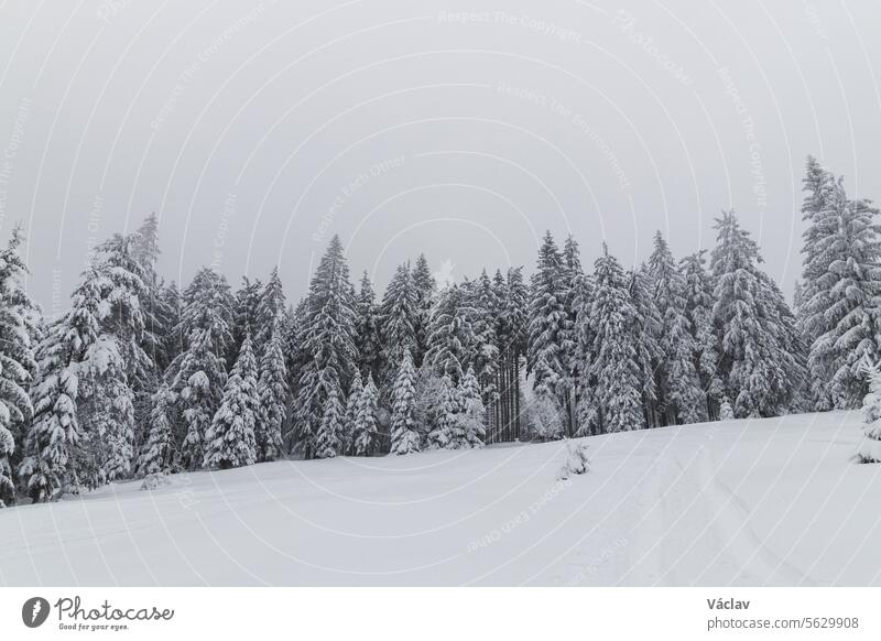 Winterliche Natur in den Beskiden im Osten der Tschechischen Republik. Fichtenwald unter einer weißen Schneedecke und Nebel am Morgen. Ein Wintermärchen. Januar