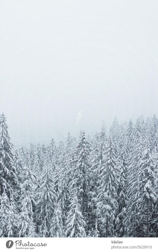 Winterliche Natur in den Beskiden im Osten der Tschechischen Republik. Fichtenwald unter einer weißen Schneedecke und Nebel am Morgen. Ein Wintermärchen. Januar