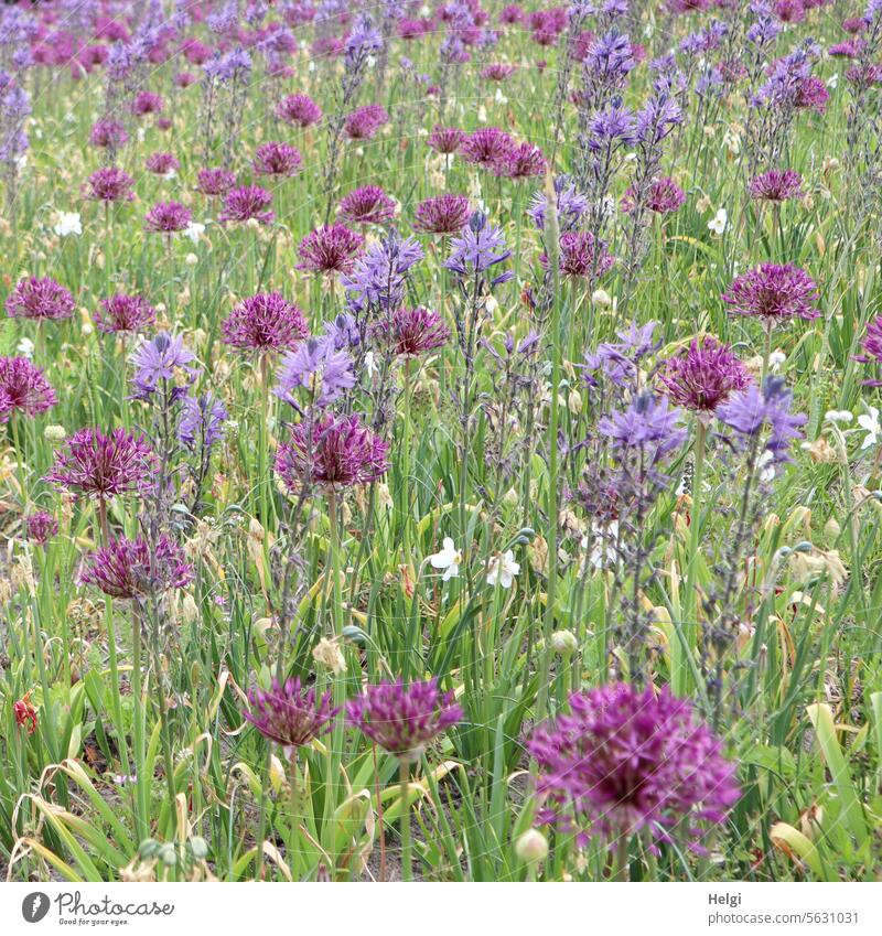 Frühlingsblumenfeld Blume Blüte Zierlauch Allium Blumenfeld blühen wachsen Pflanze Natur violett Blühend ästhetisch Menschenleer lila Außenaufnahme Farbfoto