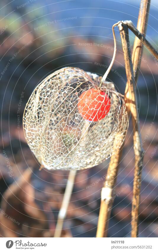 Blütenhülle der Lampionblume mit Fruchtknoten Beere Sonne Winter Pflanze Zierpflanze Physalis Physalis alkekengi Nahaufnahme vergänglich vertrocknet netzartig