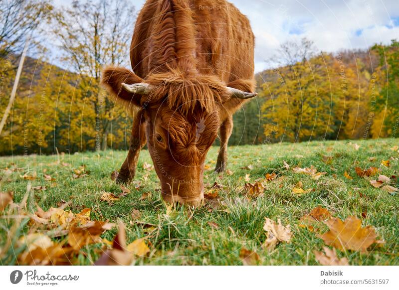 Braune Kuh grasend auf einem Feld mit grünem Gras Natur Trikot Weidenutzung braun melken Tier Herde Zucht Landschaft Bauernhof Umwelt Säugetier Wiese Grasland