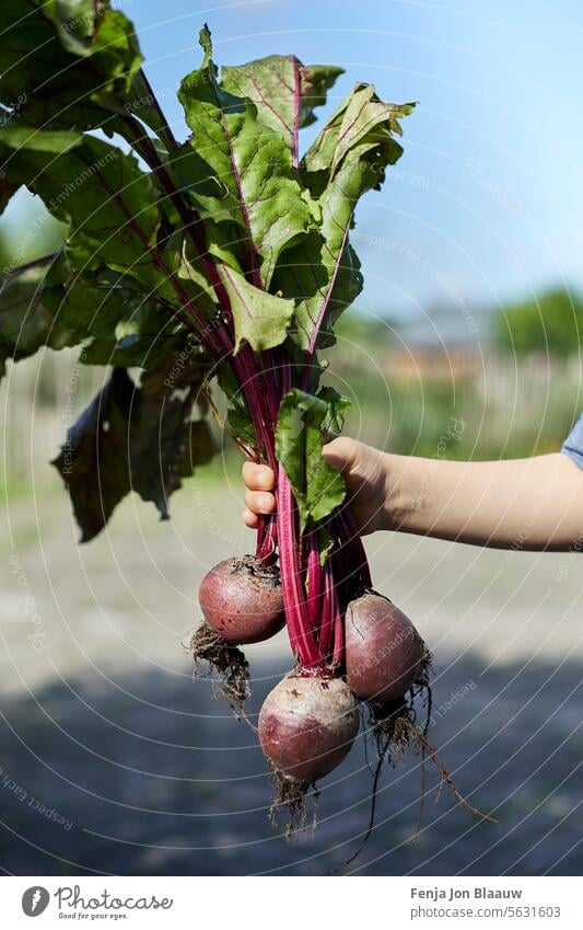 Kind mit frisch geernteter Roter Bete an einem sonnigen Tag auf dem Bauernhof Rübenkraut Rote Beete Beta vulgaris Speiserübe Garten Gartenrübe Goldene Rübe Hand