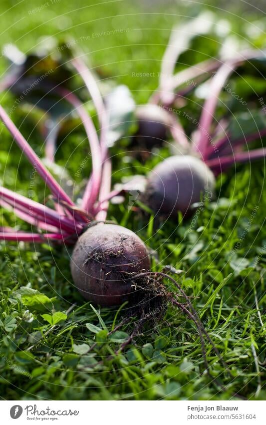 Nahaufnahme der frisch geernteten Roten Beete im Gemüsegarten Rübenkraut Rote Beete Beta vulgaris Speiserübe Garten Gartenrübe Goldene Rübe Gras Gesundheit