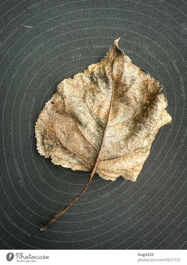 Blatt vor schwarzer Struktur Herbst struktur Natur Baum Pflanze Umwelt Farbfoto Licht Kontrast gelb gold braun grün mehrfarbig Herbstlaub Herbstfärbung