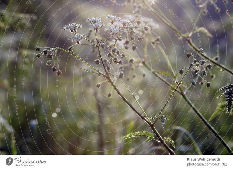 Earley morning. Sommer, am Wegrand warten Wiesenkräuter auf die Wärme der Sonne. Hier ist es der Schierling. Sommermorgen Wegesrand Blüte Doldenblütler