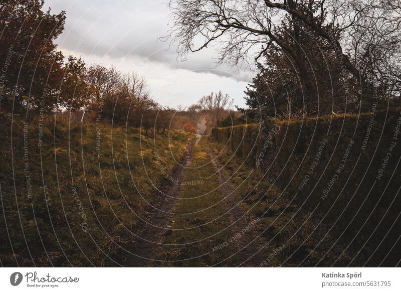 Forstweg an Hecke trist dunkel Natur Wege & Pfade Außenaufnahme Landschaft grün graues Licht wandern Fußweg Menschenleer Spaziergang Einsamkeit Spazierweg