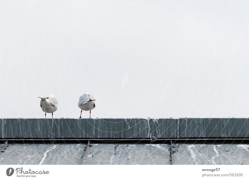 Hinterseite Tier Himmel Herbst Dach Dachfirst Wildtier Vogel Möwe Möwenvögel 2 grau Zusammensein Rücken Rückansicht Hinterteil Tierpaar Untersicht Farbfoto