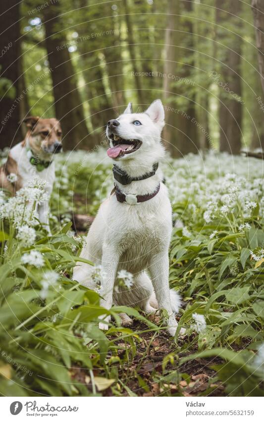 Weißer Siberian Husky mit stechend blauen Augen steht in einem Wald voller Bärlauchblüten. Unverfälschtes Porträt eines weißen Schneehundes sibirischer Husky